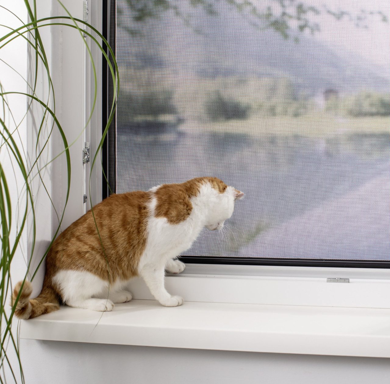 Primaster Fliegengitter-Gewebe Primaster Pet-Protect Gewebe 120 x 150 cm schwarz