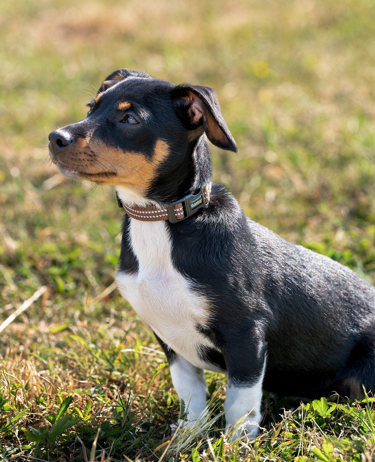 lionto Hunde-Halsband reflektierend, verstellbare Länge 20-30 cm XS braun, Nylon, Neopren, reflektierend & angenehm gepolstert