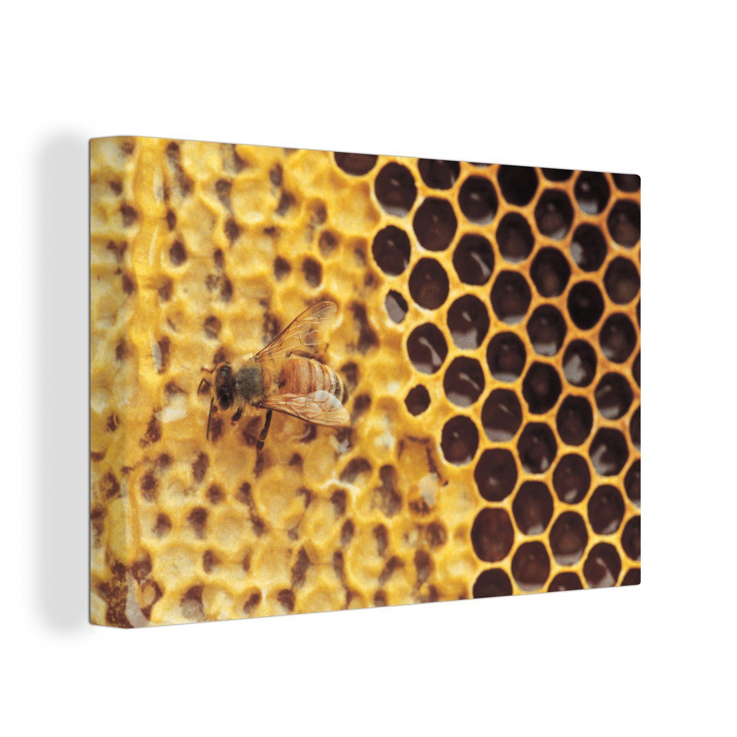 OneMillionCanvasses® Leinwandbild Honigwabe und Biene, (1 St), Wandbild Leinwandbilder, Aufhängefertig, Wanddeko, 30x20 cm