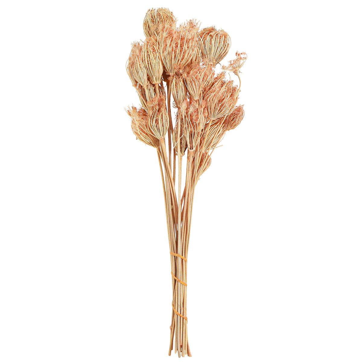 Trockenblume Trockenblumen Fenchel Lachs Deko-Strauß 50cm 100g