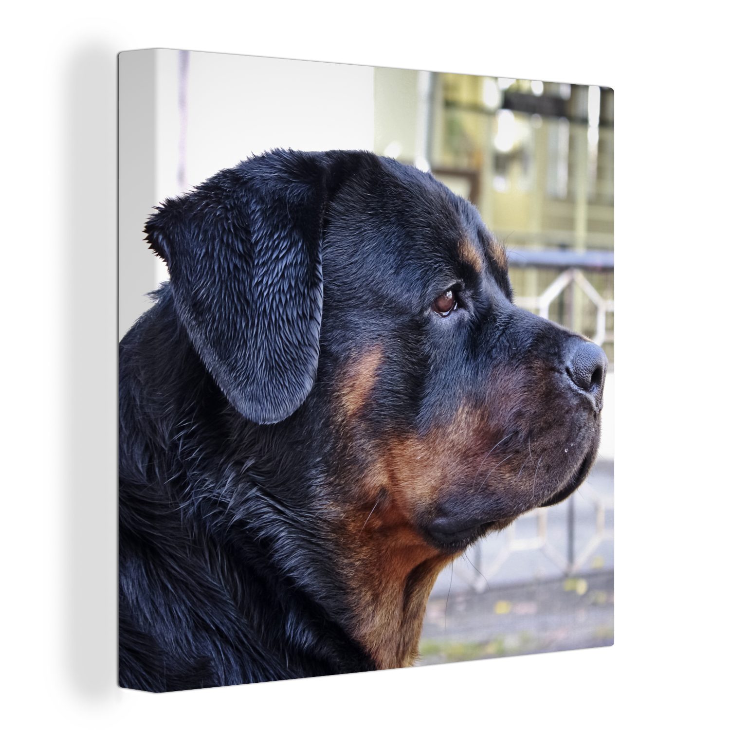OneMillionCanvasses® Leinwandbild Seitenansicht des Kopfes eines Rottweilers, (1 St), Leinwand Bilder für Wohnzimmer Schlafzimmer