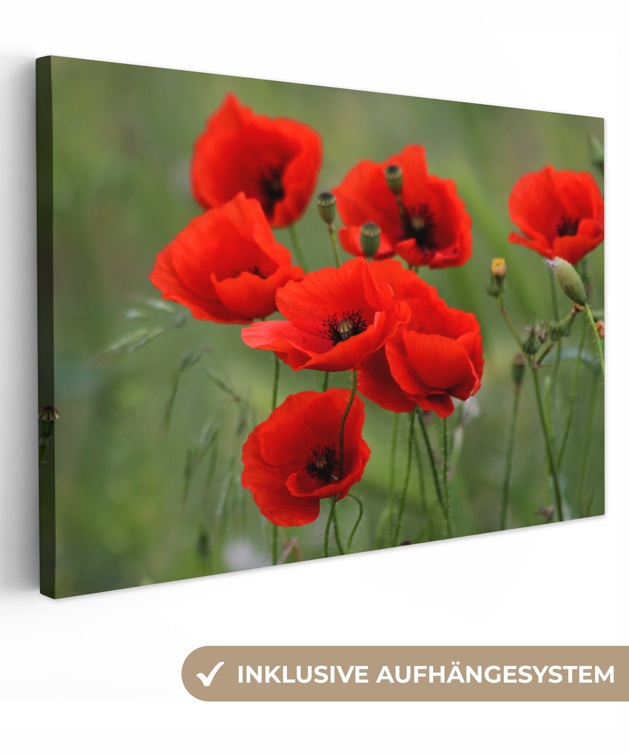 Mohn Leinwandbilder, Wanddeko, - OneMillionCanvasses® Aufhängefertig, - St), Rot, Wandbild Blumen (1 Leinwandbild 30x20 cm