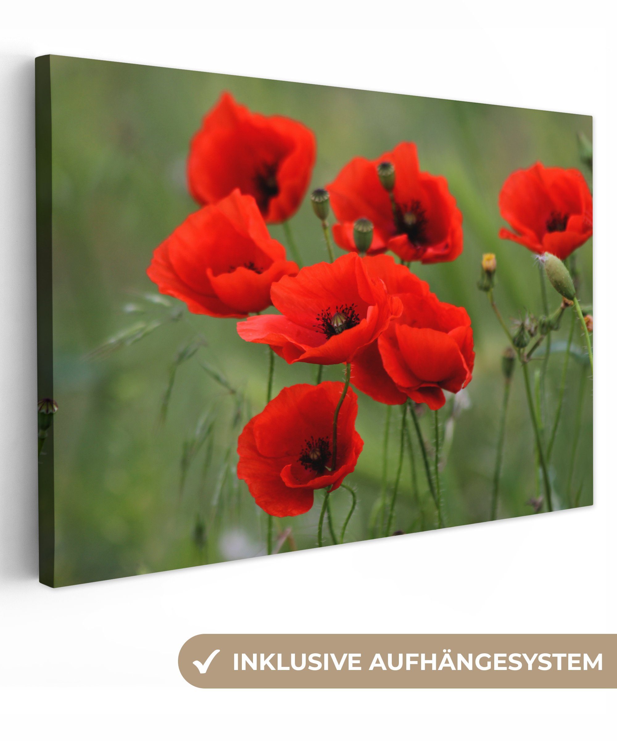 OneMillionCanvasses® Leinwandbild Blumen - Mohn - Rot, Fotodruck (1 St), Leinwand Bilder Klein, Wand Dekoration Aesthetic 30x20 cm