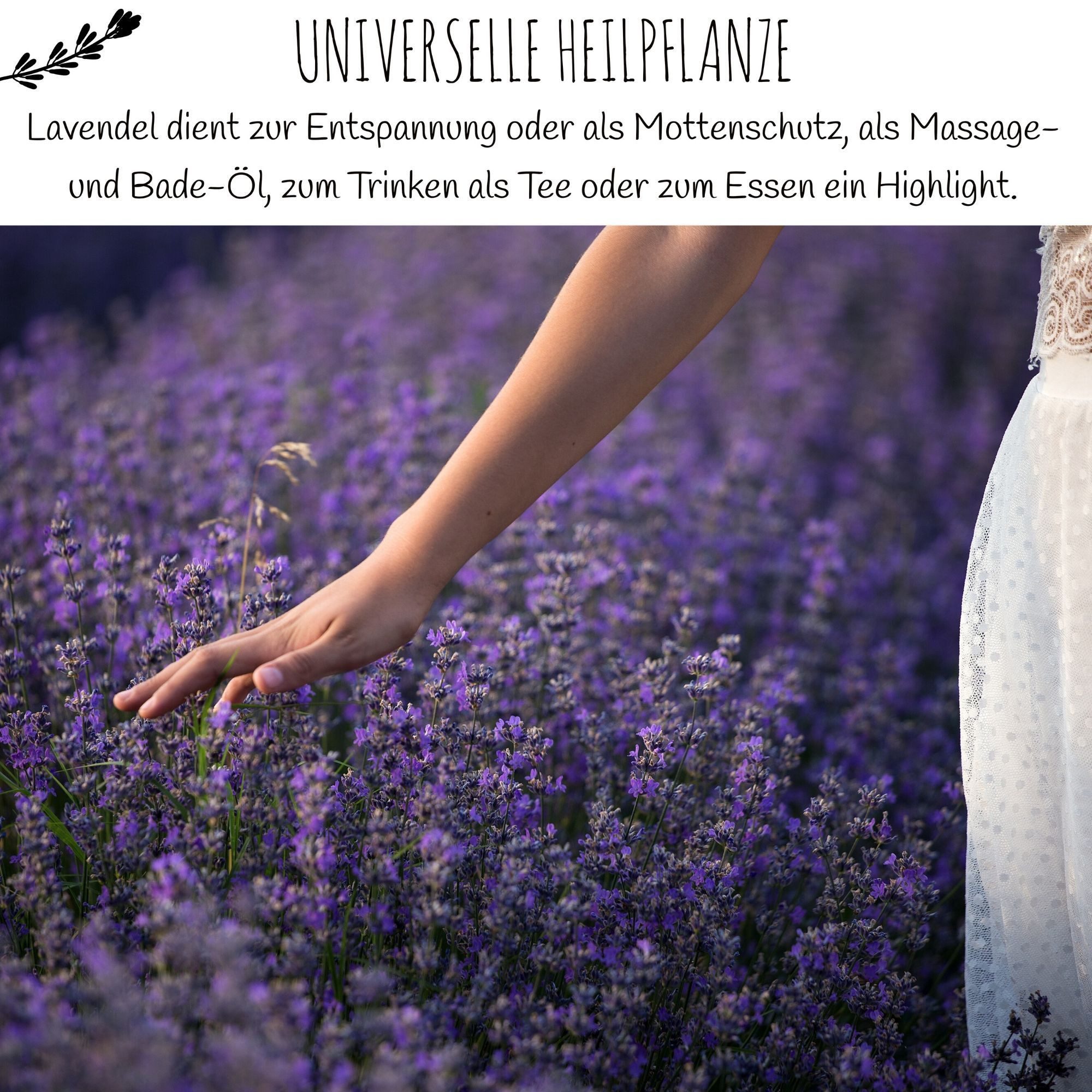 HappySeed Blumensamen 300x Lavendel Samen mit hoher Keimrate - Vielseitig einsetzbar, Blumen – Bild 4 von 5