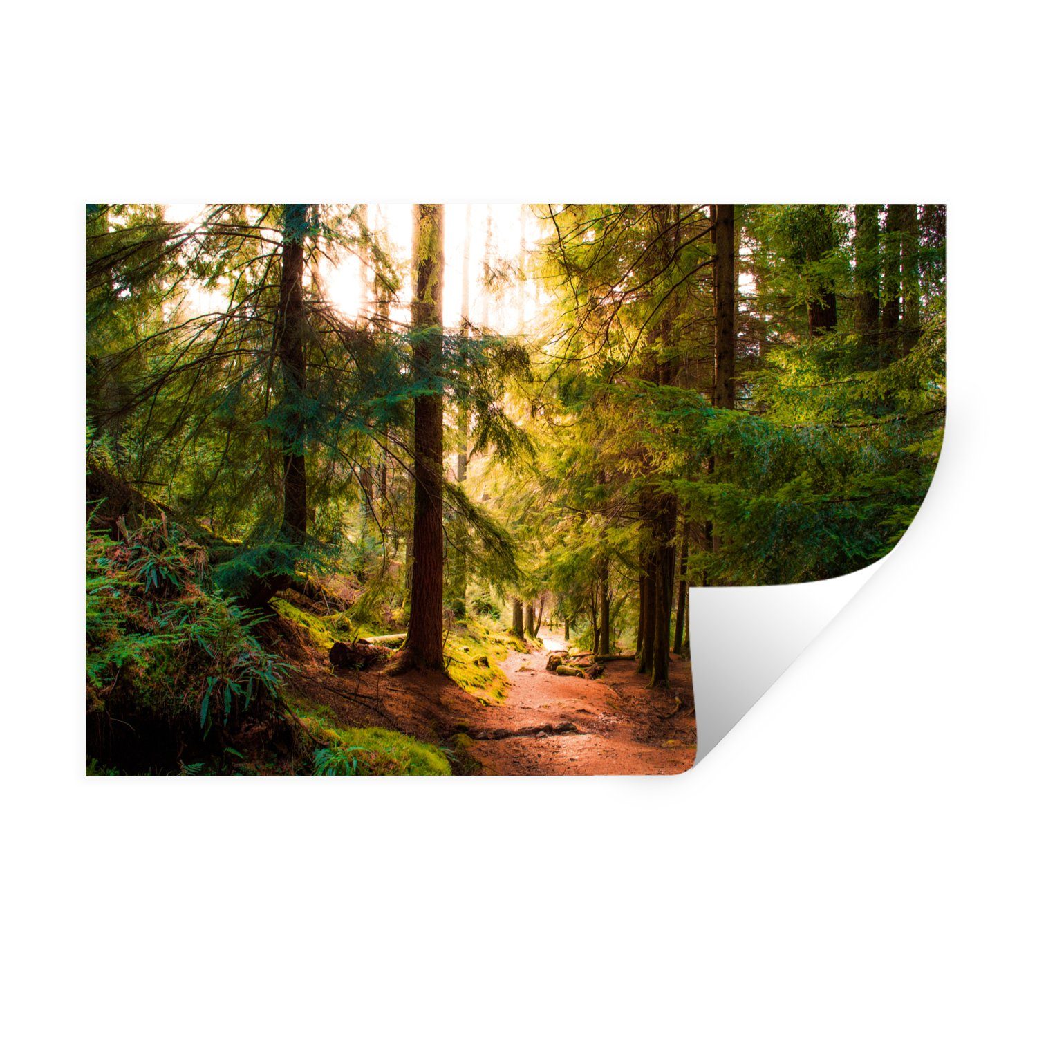 MuchoWow Wandsticker Wald - Weg - Bäume - Grün - Sonne - Natur (1 St), Wandtattoo, Selbstklebend, Wohnzimmer, 30x20 cm
