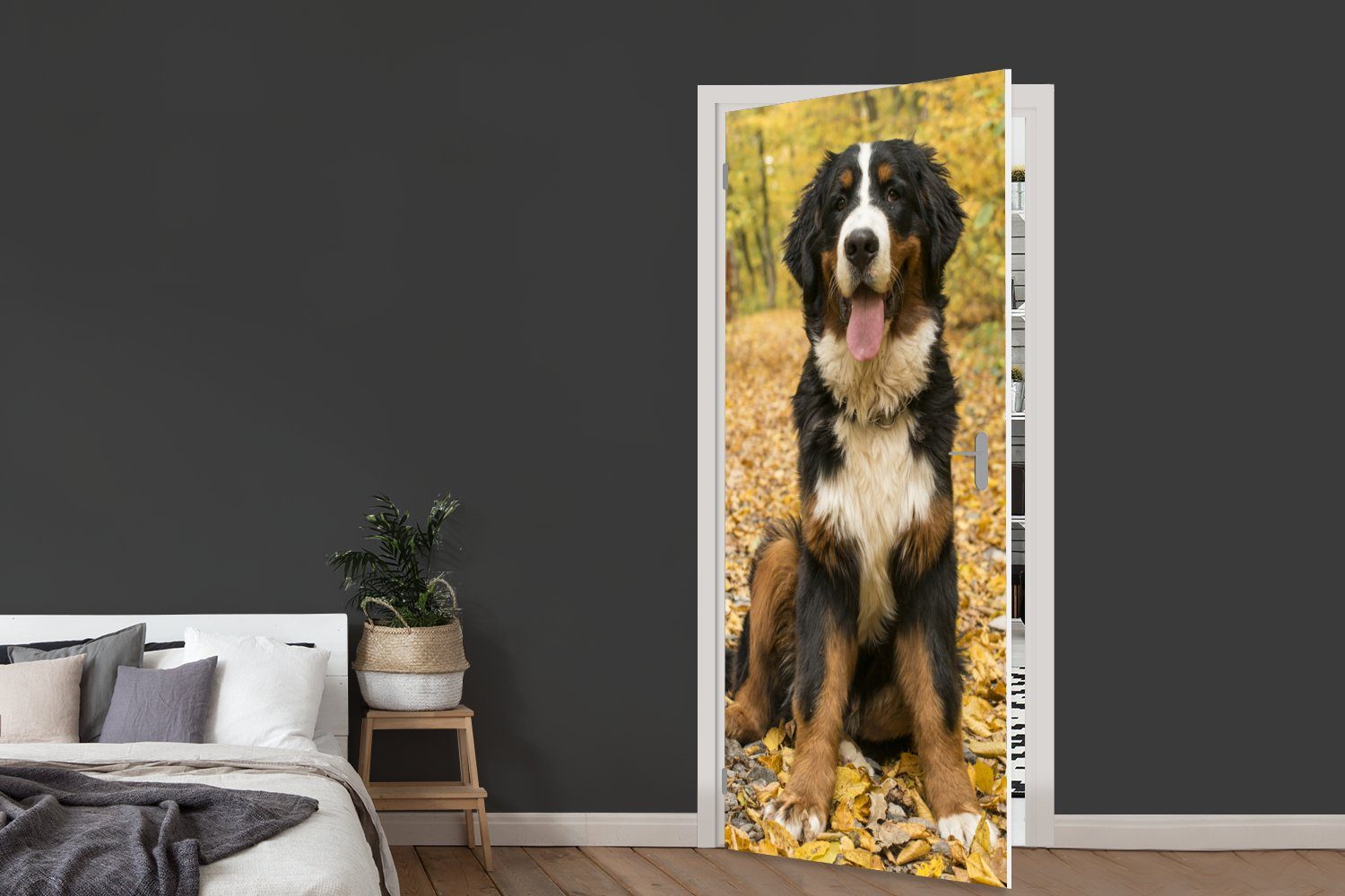 Türaufkleber, Herbstlaub, (1 Matt, Tür, mit cm 75x205 bedruckt, Sennenhund für Fototapete Berner St), MuchoWow schönem Ein Türtapete
