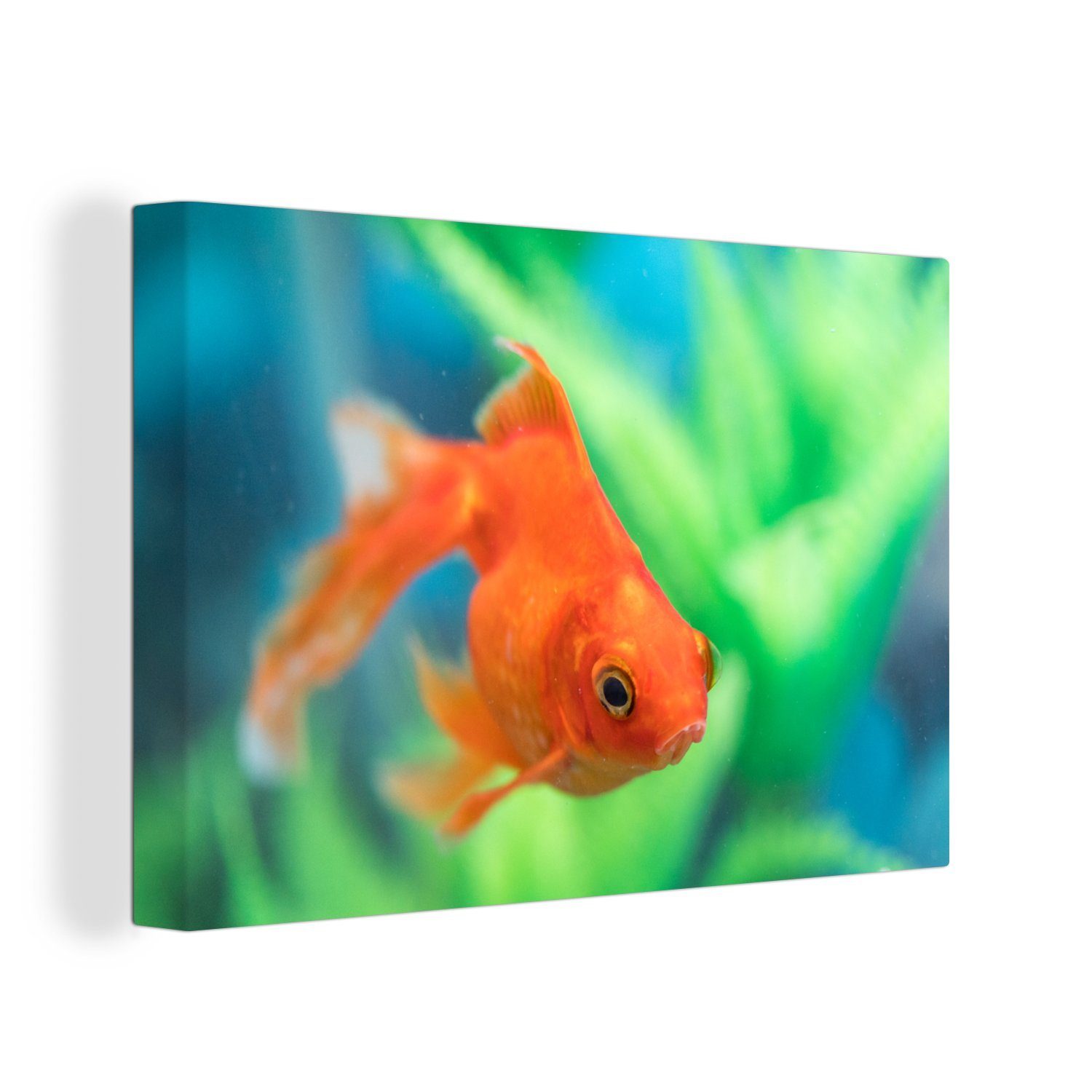 OneMillionCanvasses® Leinwandbild Goldfisch in einem Süßwasseraquarium, (1 St), Wandbild Leinwandbilder, Aufhängefertig, Wanddeko, 30x20 cm