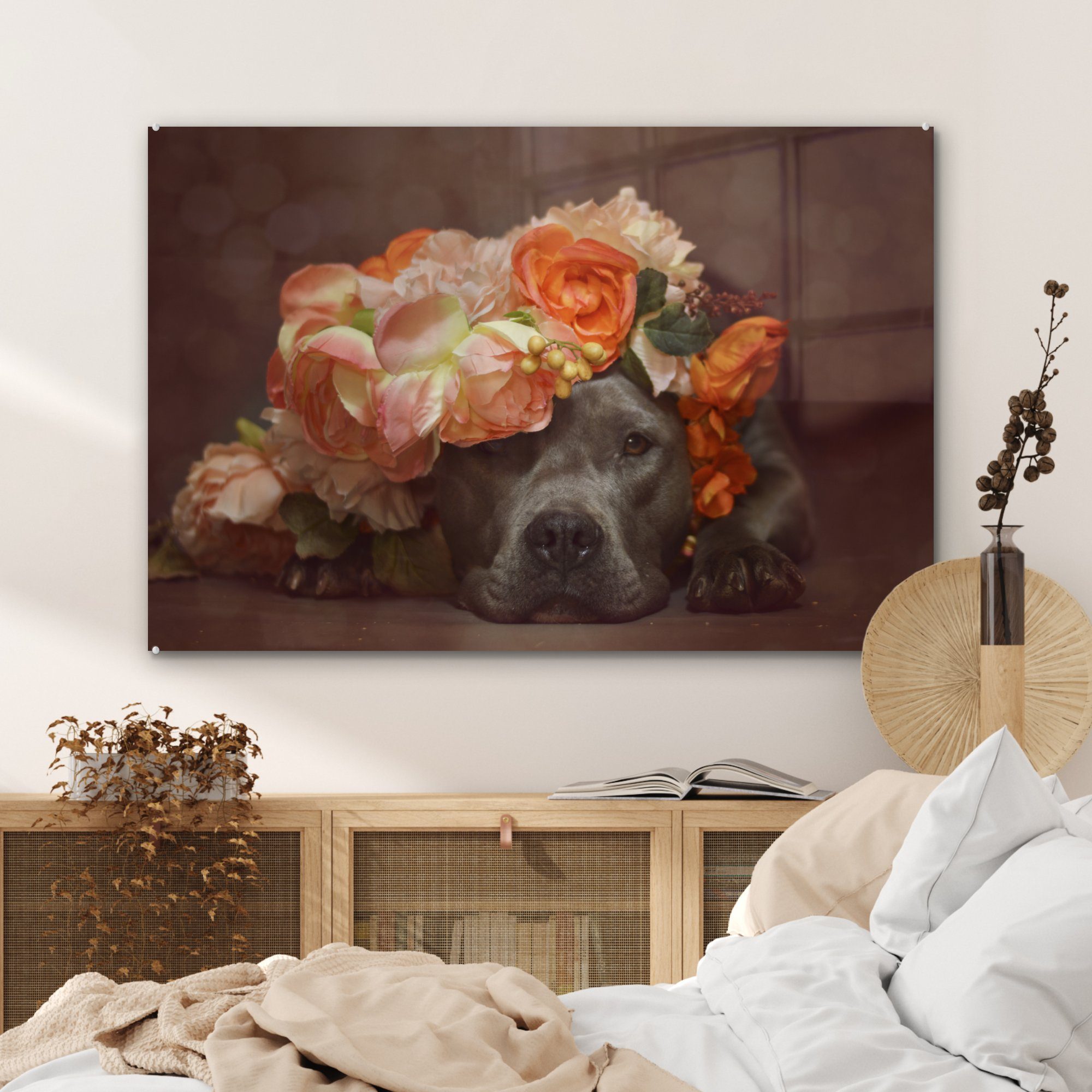 MuchoWow Acrylglasbild Hund Schlafzimmer Wohnzimmer Acrylglasbilder - & St), (1 Pitbull Orange, 