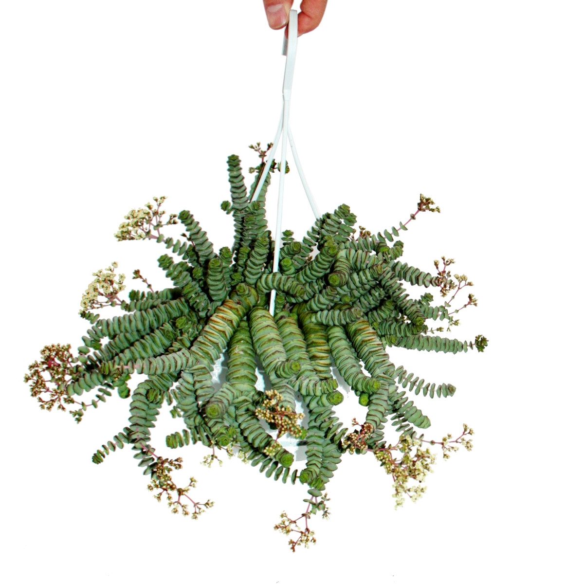 Exotenherz Kaktus Crassula "Hottentot" 14cm, Crassula rupestris marnieriana, Hängeampel