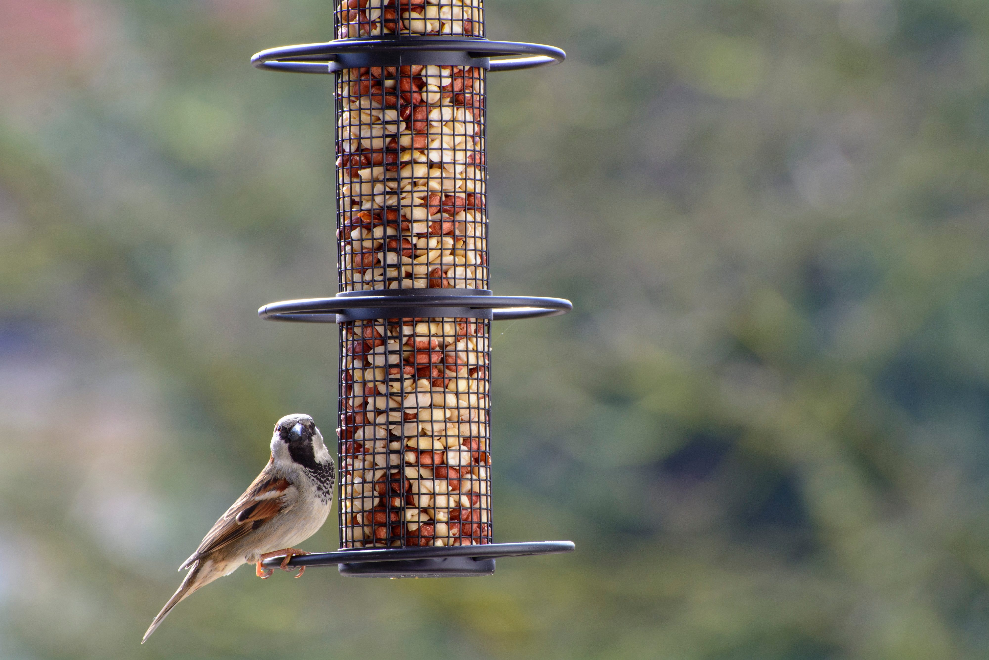 dobar Vogelhaus Futtersäule mit 3 Anflugringen