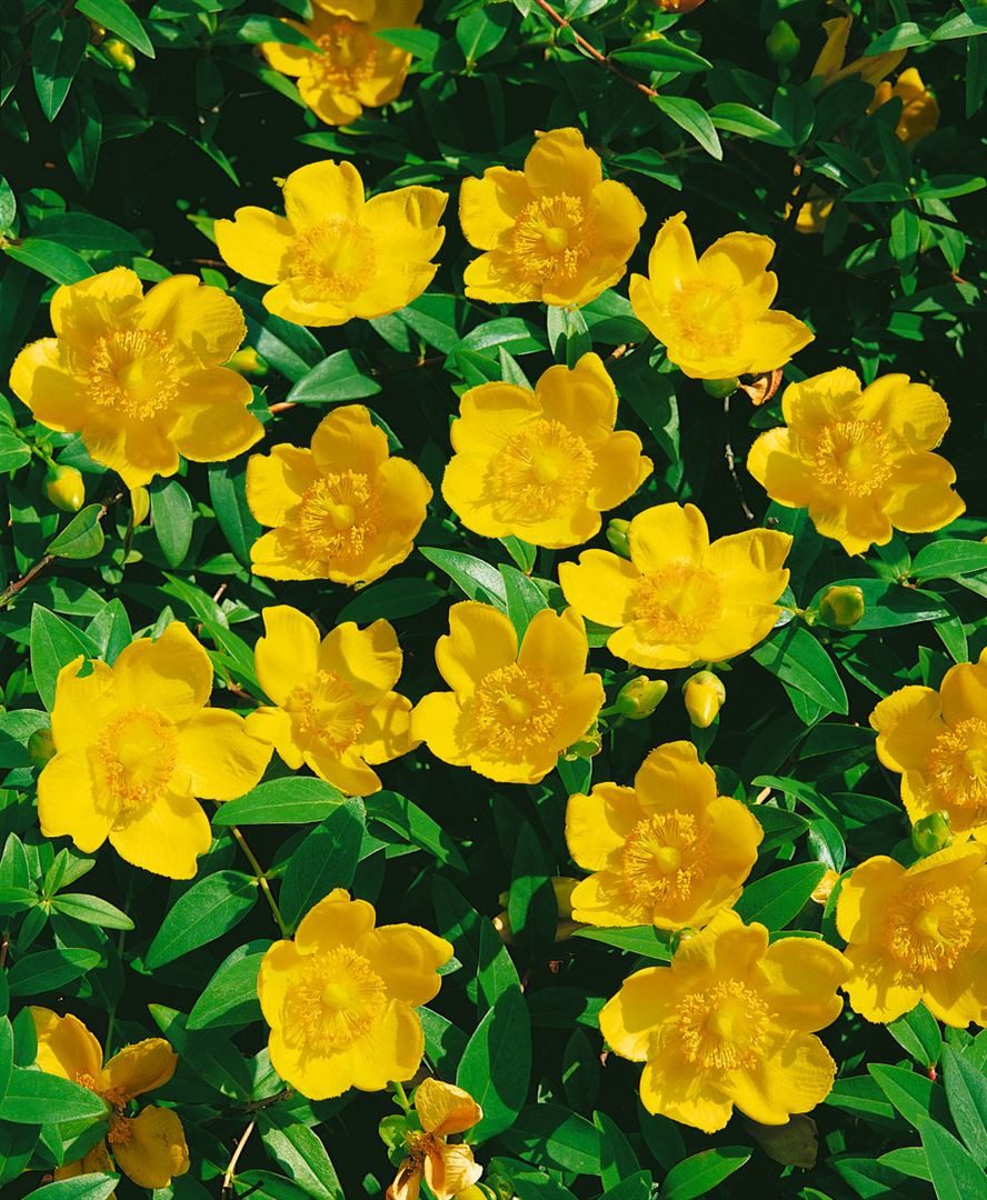 Pflanzen für Dich Staude Hypericum Hidcote, 1 St., Johanniskraut, Großblütiges Johanniskraut