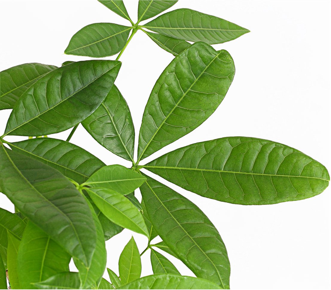 Dehner Zimmerpflanze Glückskastanie, Pachira aquatica, mit geflochtenem Sta günstig online kaufen