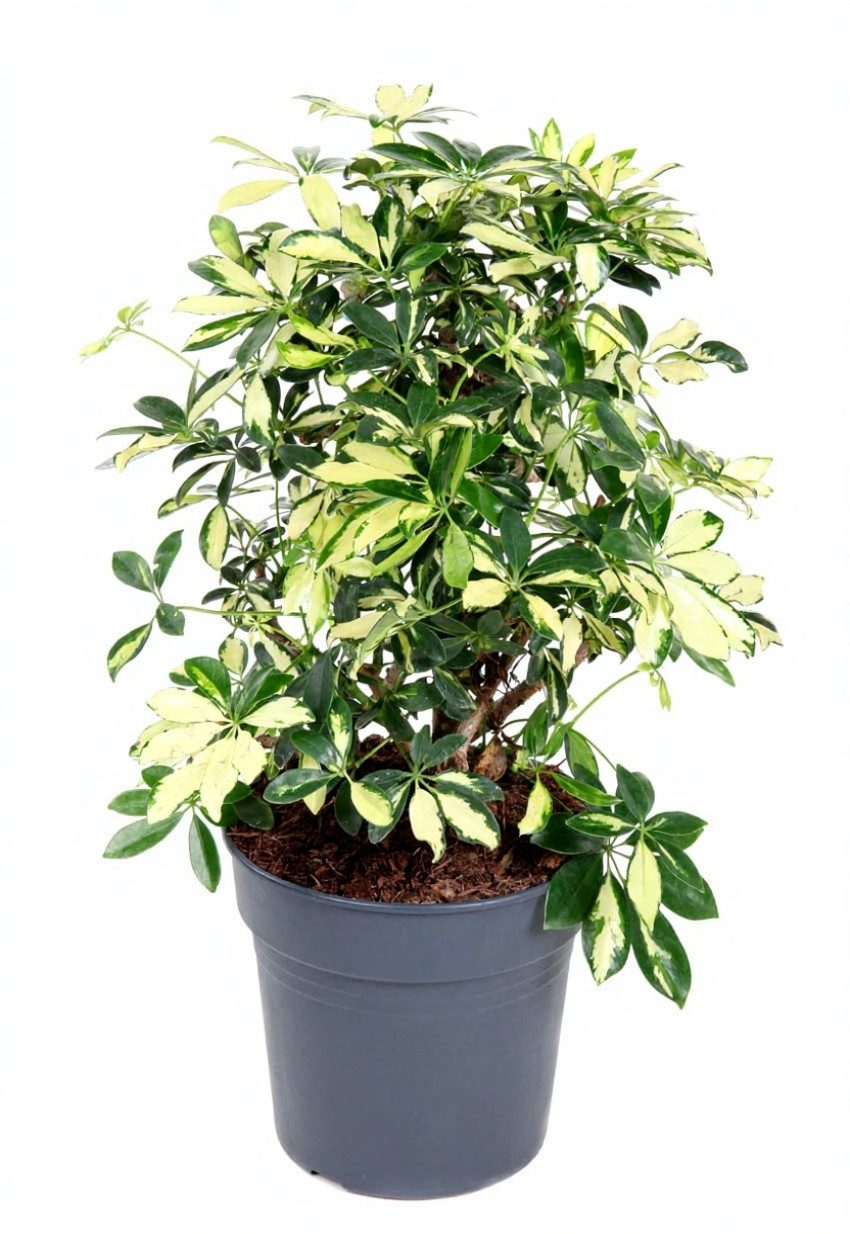 Pflanzen für Dich Zimmerpflanze Schefflera Trinette, 1 St., buntlaubig, pflegeleicht