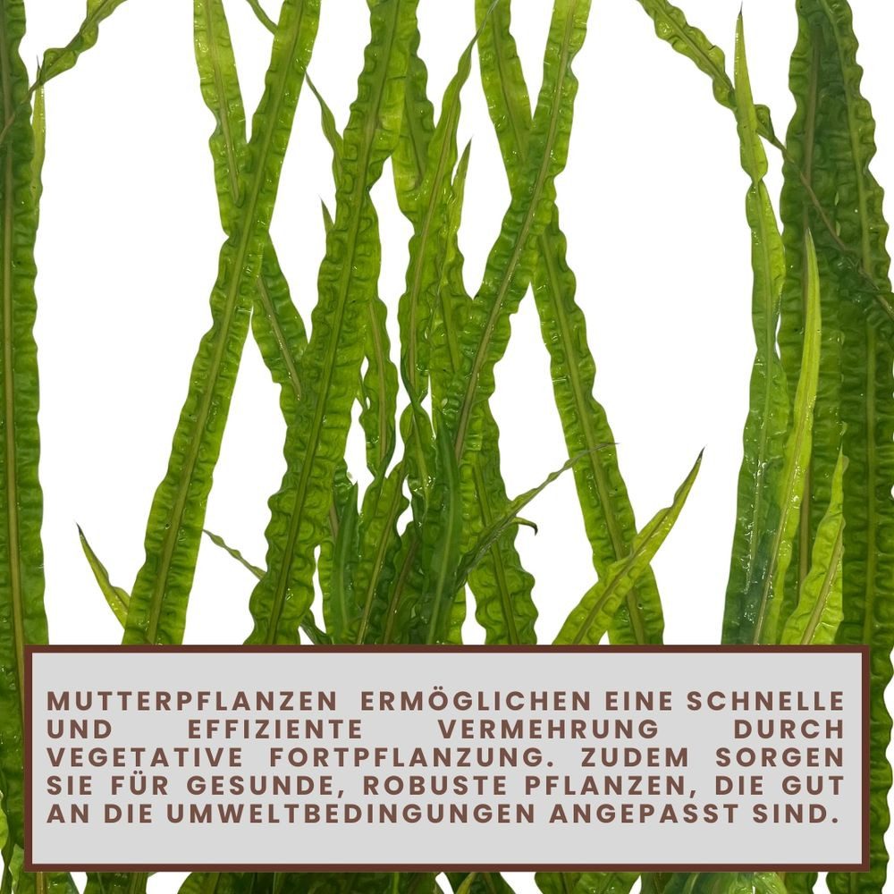 Aquaone Wasserpflanze Mutterpflanze Aquariumpflanze Cryptocoryne Balansae Topf Nr.309B XL – Bild 4 von 5