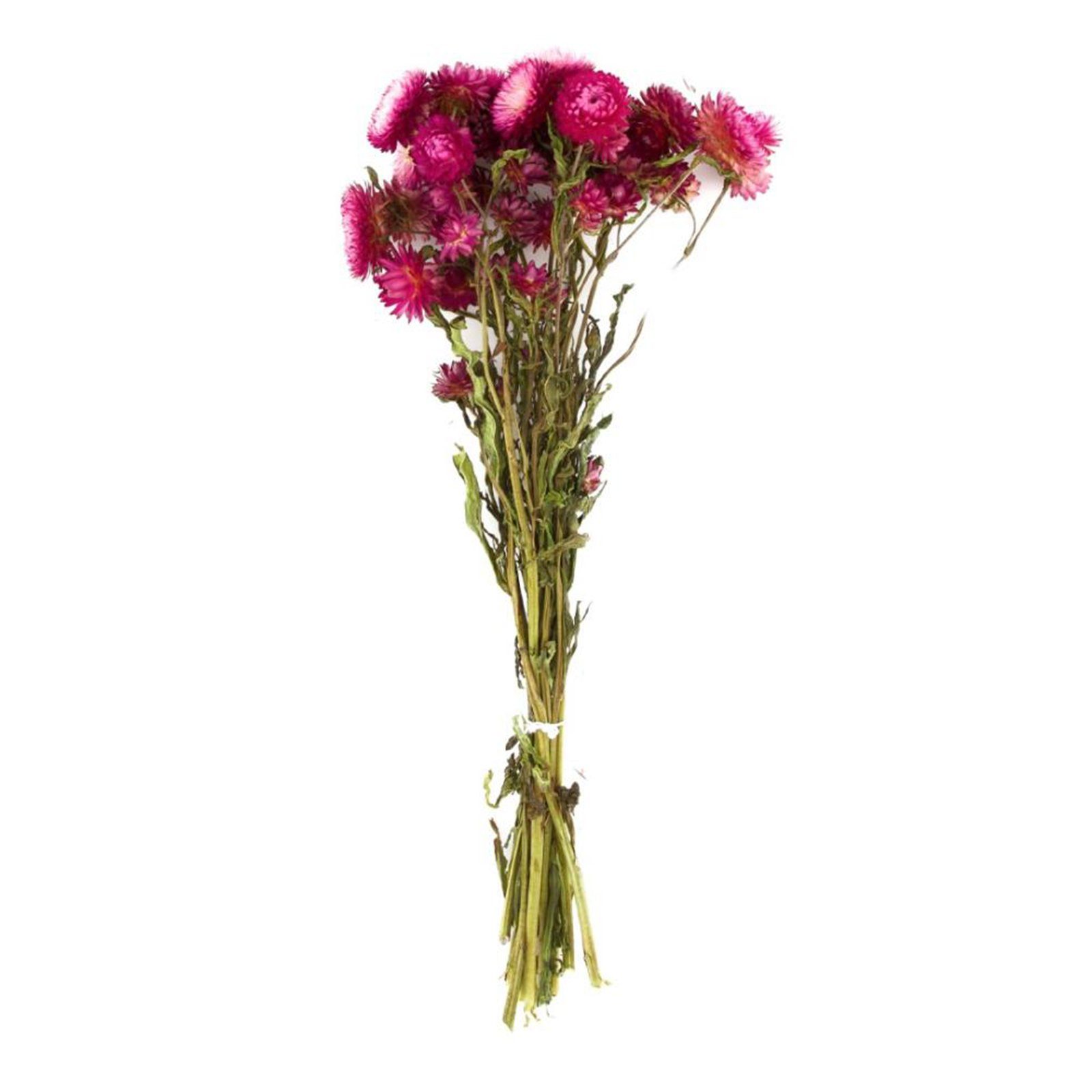 - DIJK cm, Strohblumen 50x14x7 pink Helichrysum - Trockenblume