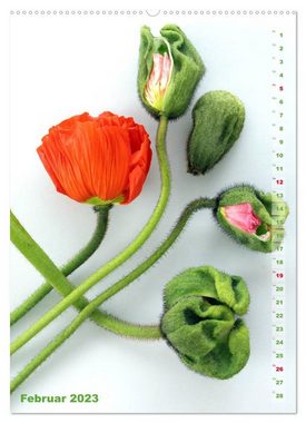 CALVENDO Wandkalender Mohn - Ein Blütentraum (Premium, hochwertiger DIN A2 Wandkalender 2023, Kunstdruck in Hochglanz)