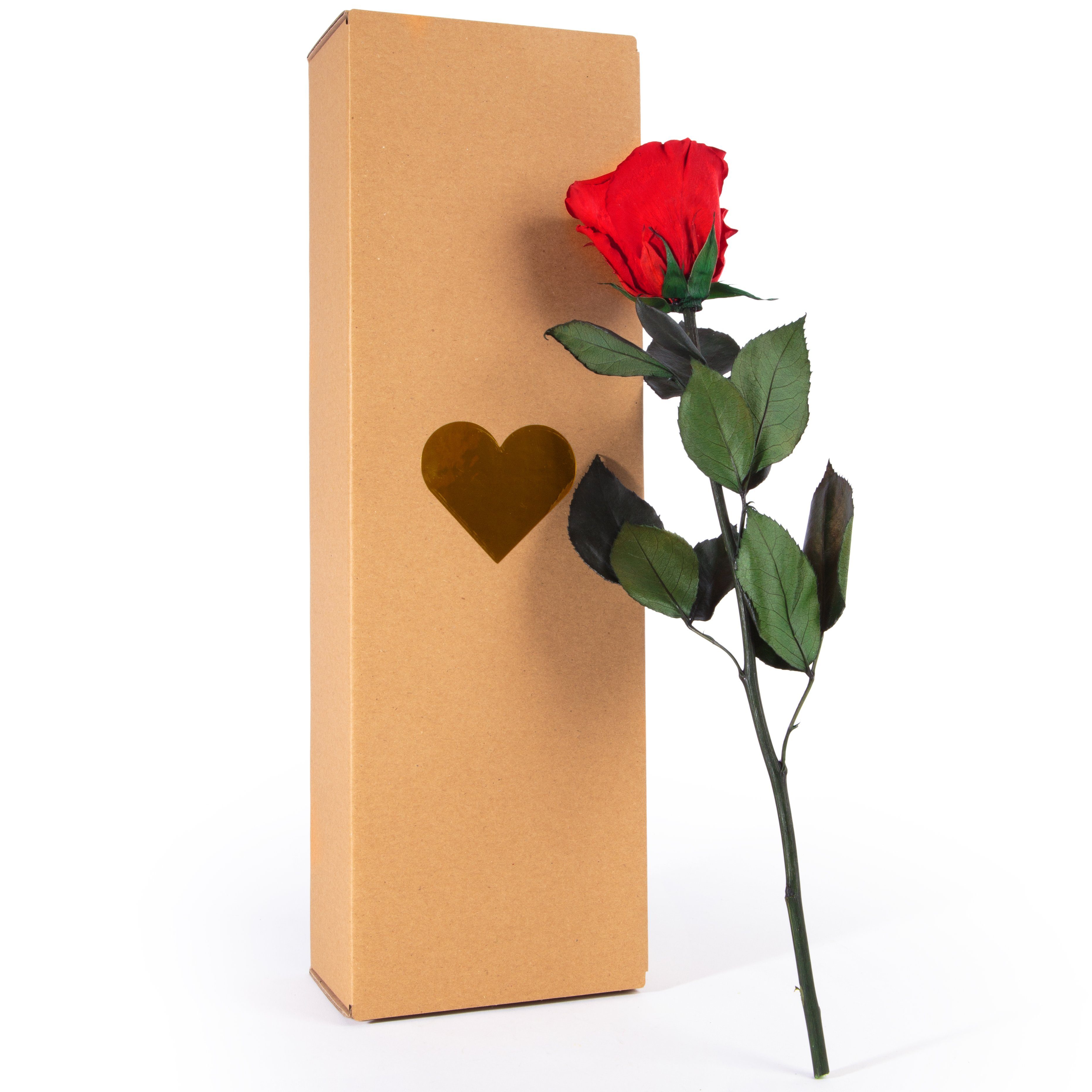 Kunstblume Ewige Rose konserviert mit Stiel echte haltbare Rose Infinity