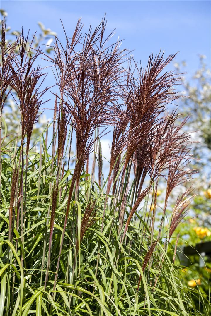 Pflanzen für Dich Травы Miscanthus sinensis Ghana, 1 St., Chinaschilf, Zebragras, rotbraun, herbstfärbung