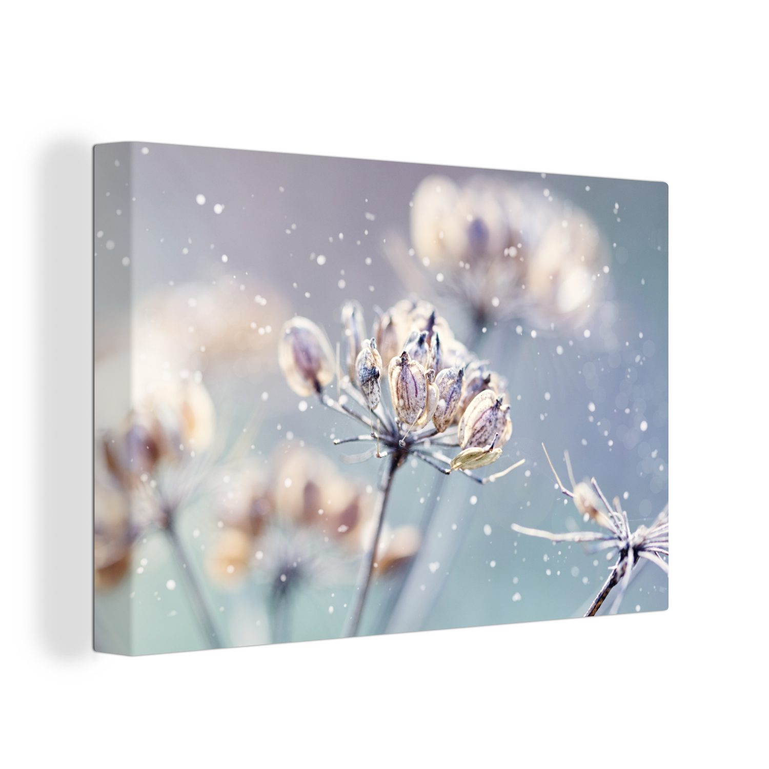 OneMillionCanvasses® Leinwandbild Blumen - Schnee - günstig online kaufen