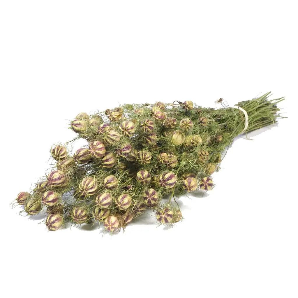 Trockenblume Nigella, getrocknet im Bund ca. 60cm Nigella damascena, NaDeco