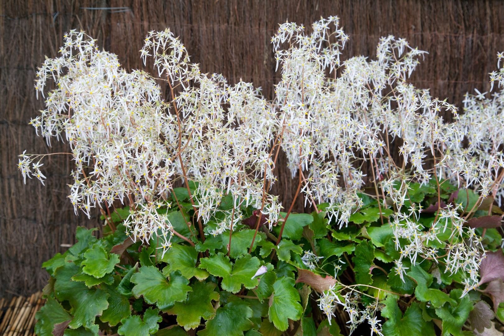 Pflanzen für Dich Staude Saxifraga cort., 1 St., Herbst-Steinbrech, Japanischer Steinbrech