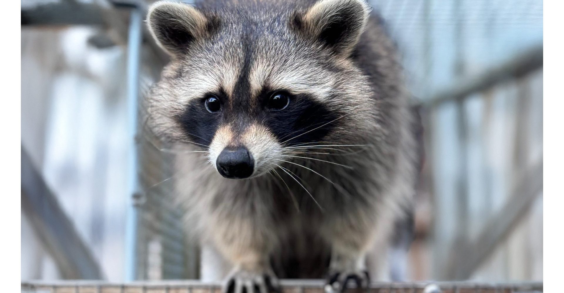 Jochen Schweizer Erlebnisgutschein Tiere pflegen Mücke