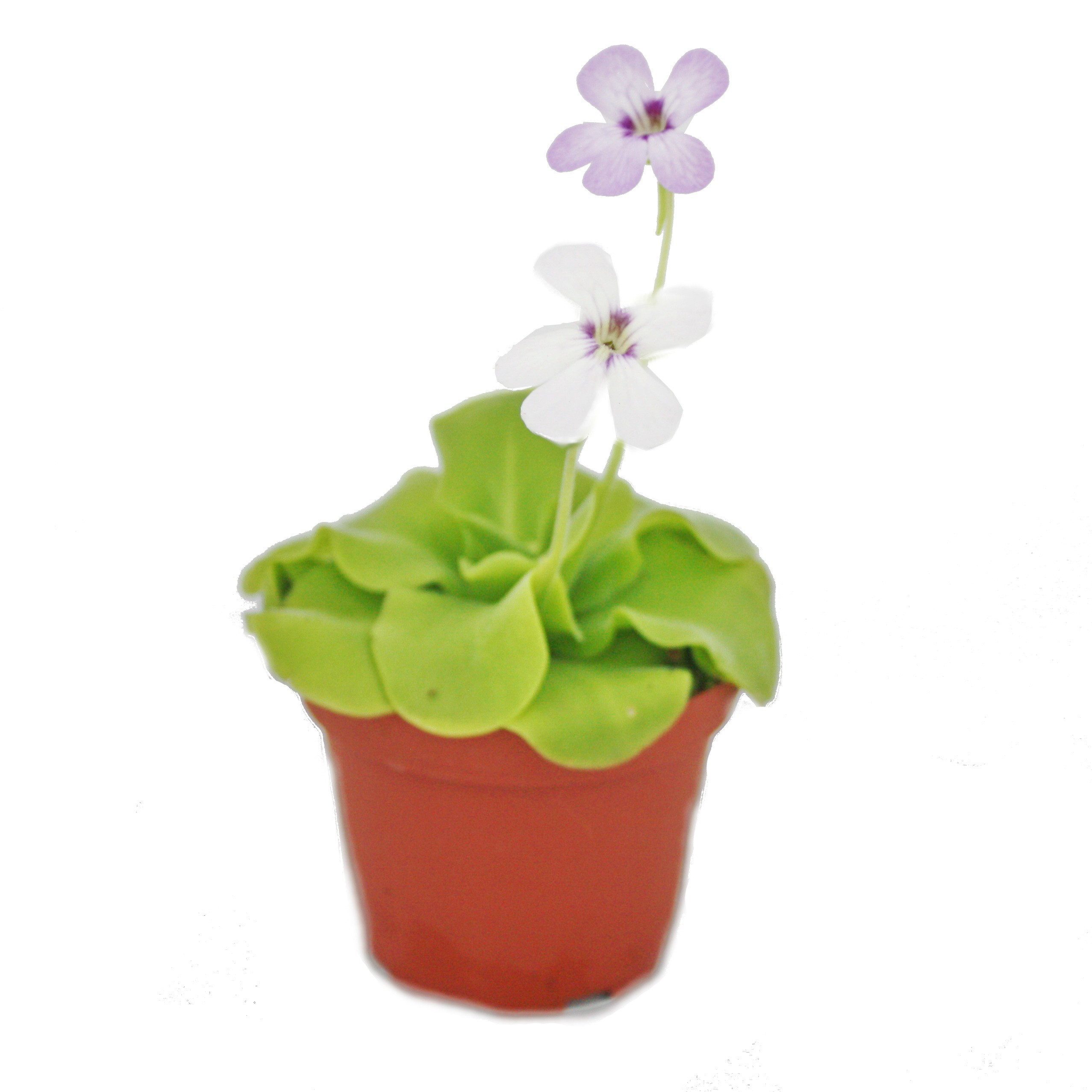 Exotenherz Zimmerpflanze Fettkraut - Pinguicula - Überraschungssorte - 9cm Topf
