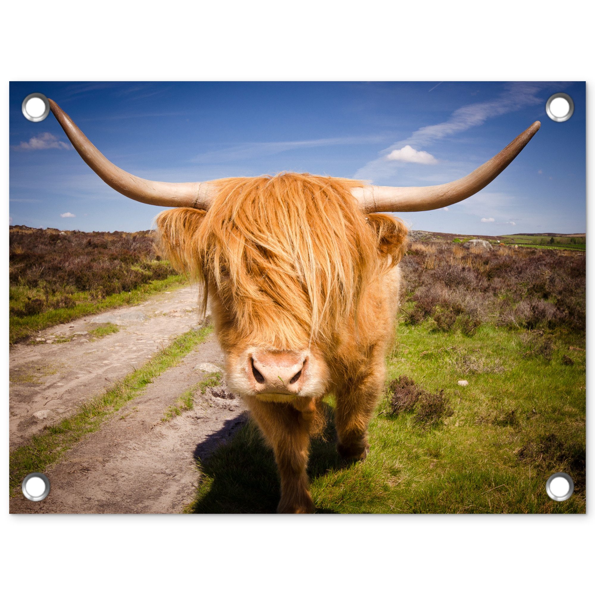 OnlyWow Poster für Garten Schottischer Highlander - Licht - Wiese, Gartenposter, Outdoor Bilder, Gartendekoration Bild, 40x30 cm