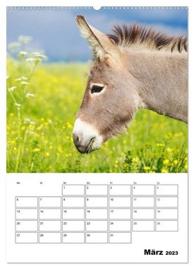 CALVENDO Wandkalender Süße Esel. Langohren zum Verlieben (Premium, hochwertiger DIN A2 Wandkalender 2023, Kunstdruck in Hochglanz)