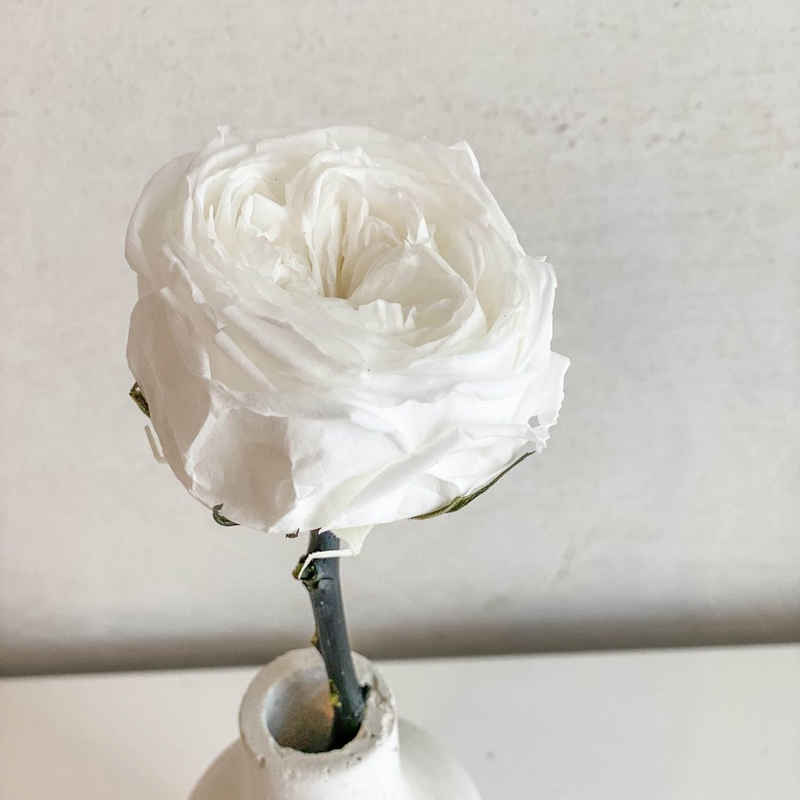 Trockenblume englische Rosen: Zeitlose Eleganz für die Ewigkeit, LYKKE & You, Höhe 30 cm, konservierte/gefriergetrocknete