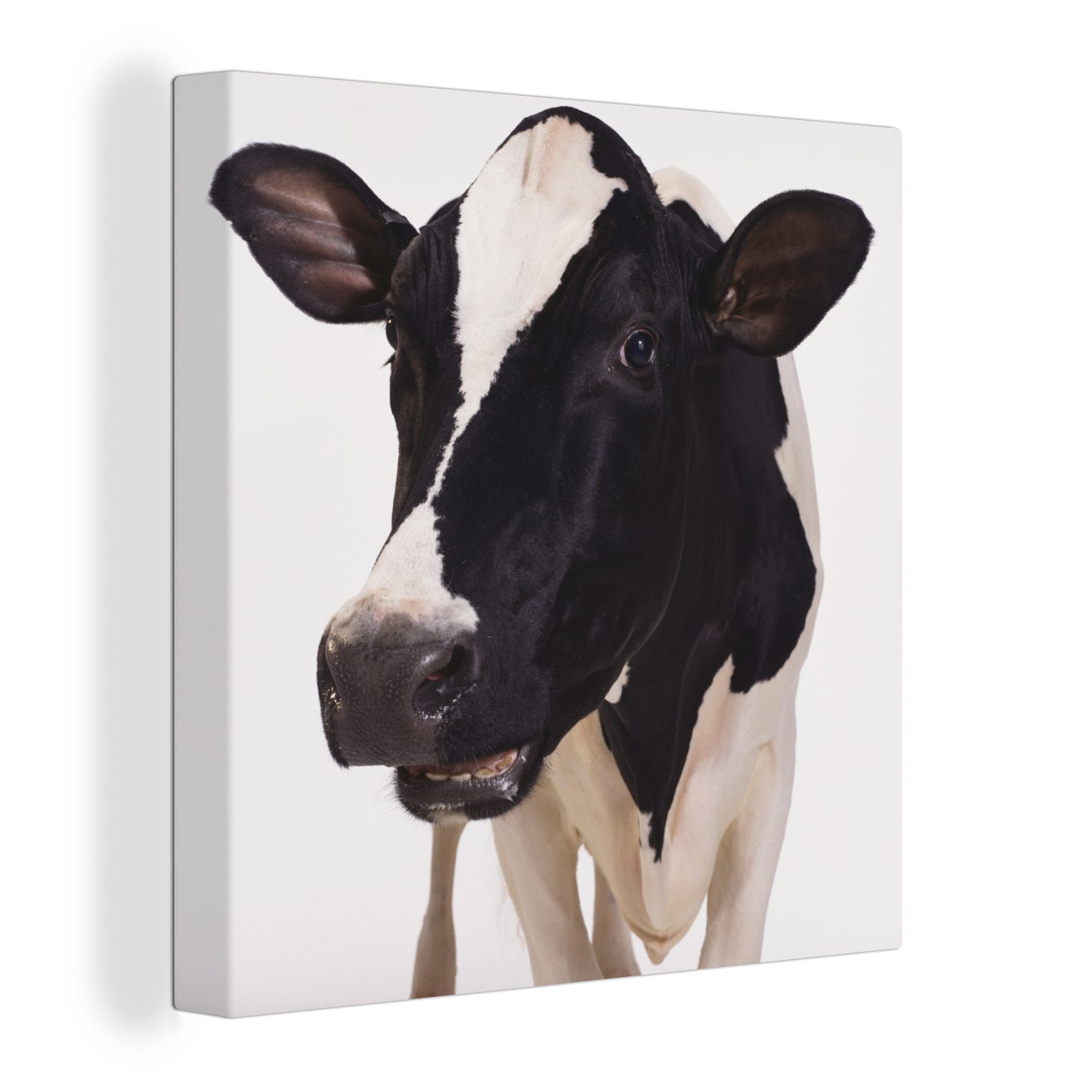 OneMillionCanvasses® Leinwandbild Kuh - Weiß - Tiere - Schwarz, (1 St), Leinwand Bilder für Wohnzimmer Schlafzimmer bunt