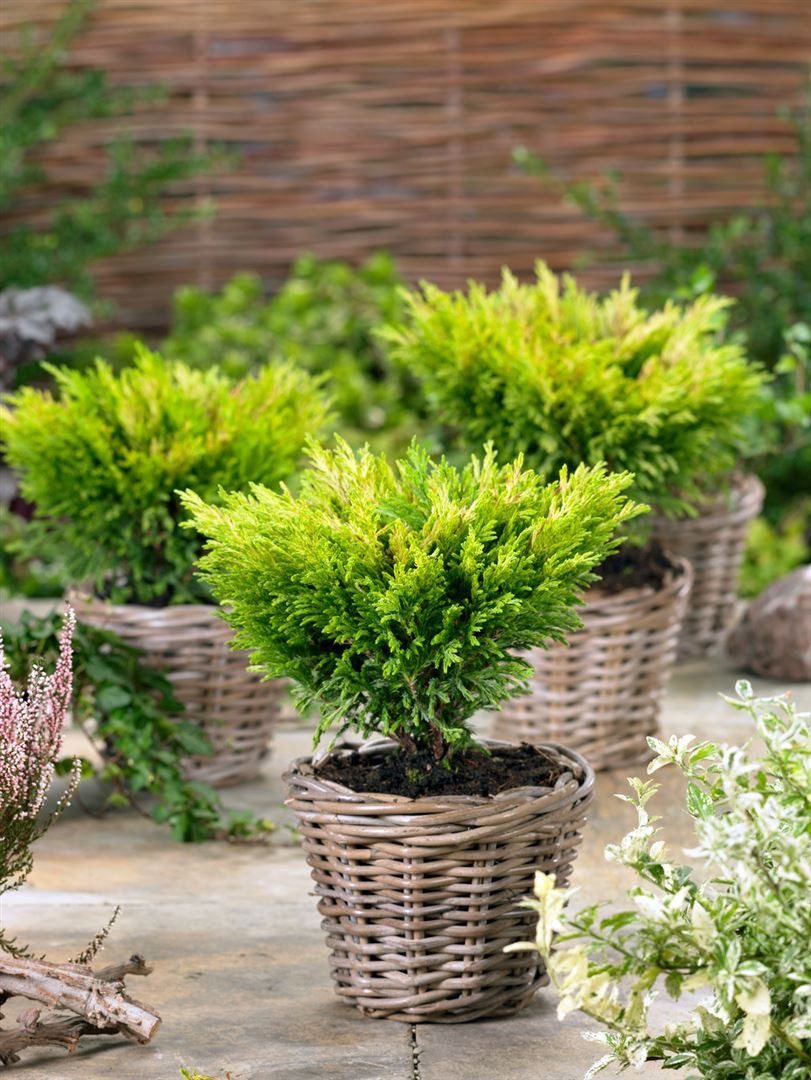 Pflanzen für Dich Konifere Juniperus horizontalis 'Limeglow', 1 St., Kriech-Wacholder, Teppich-Wacholder, gelbgrün, kriechend – Bild 2 von 3