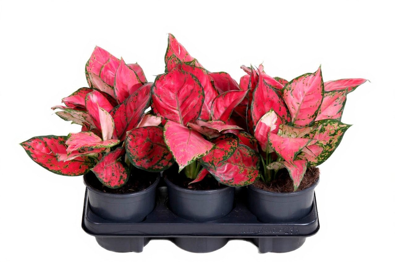 Pflanzen für Dich Zimmerpflanze Aglaonema Beauty, 1 St., buntes Laub, pflegeleicht