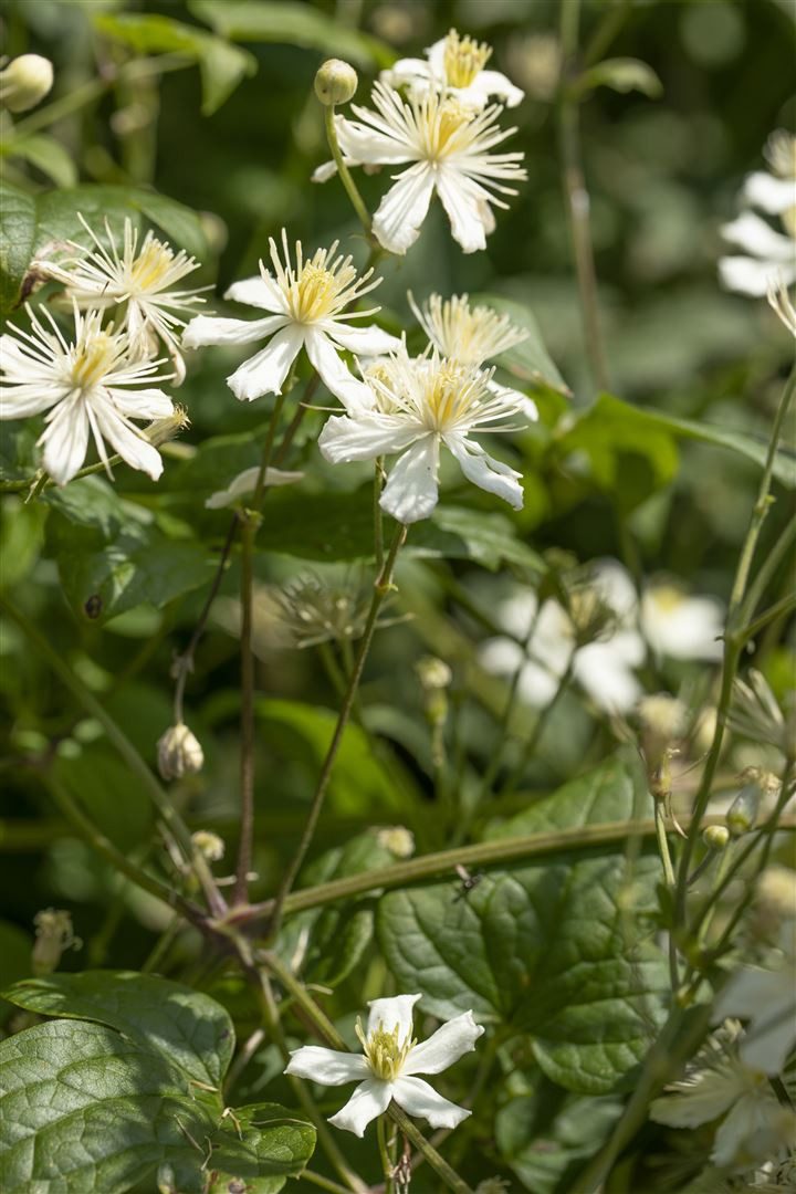 Pflanzen für Dich Kletterpflanze Clematis flammula, 1 St., Duft-Waldrebe, Brennende Waldrebe, weiße Blüten, duftend