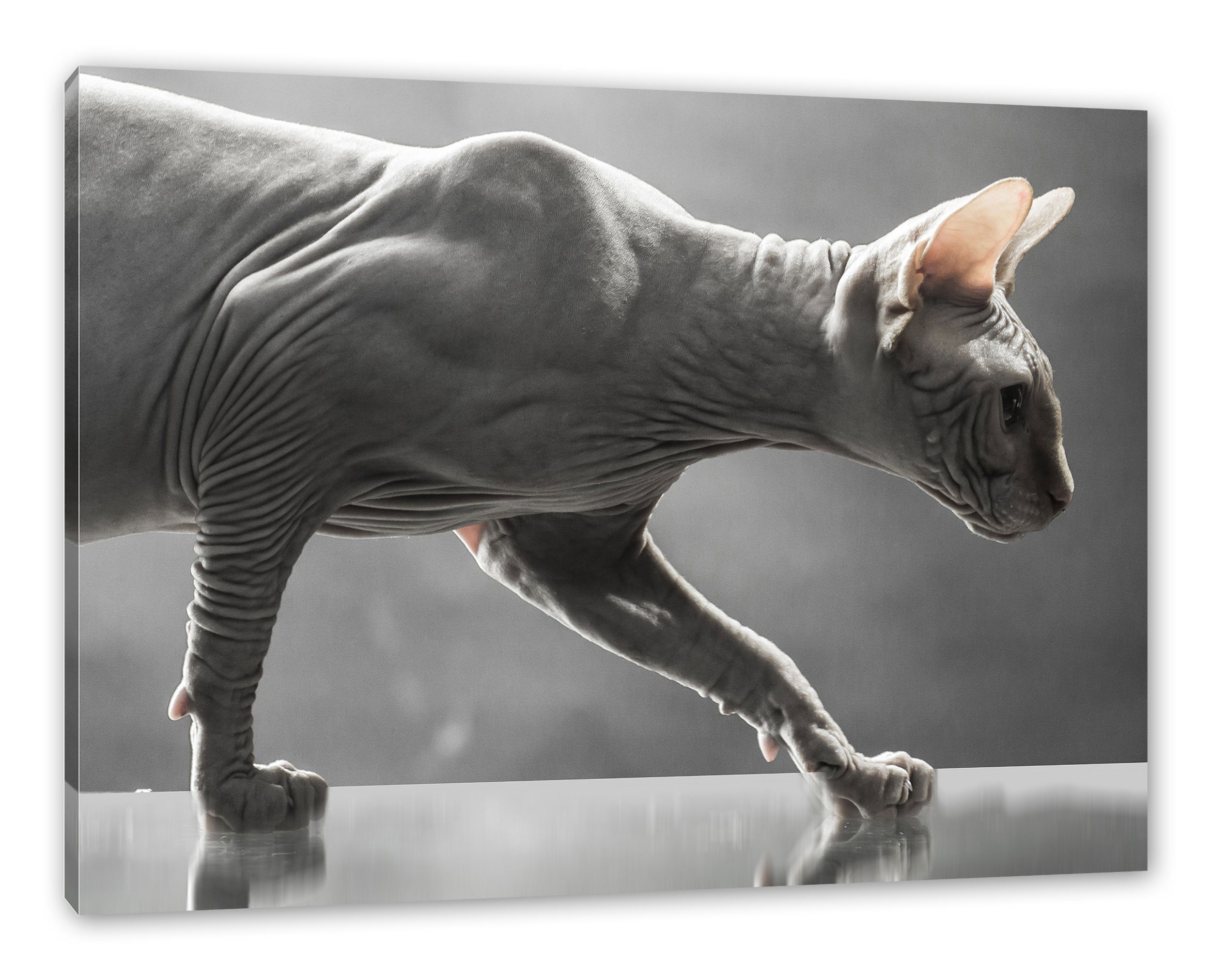 inkl. Zackenaufhänger Sphynx St), Einzigartige Katze, (1 Leinwandbild Pixxprint fertig Sphynx Katze bespannt, Leinwandbild Einzigartige