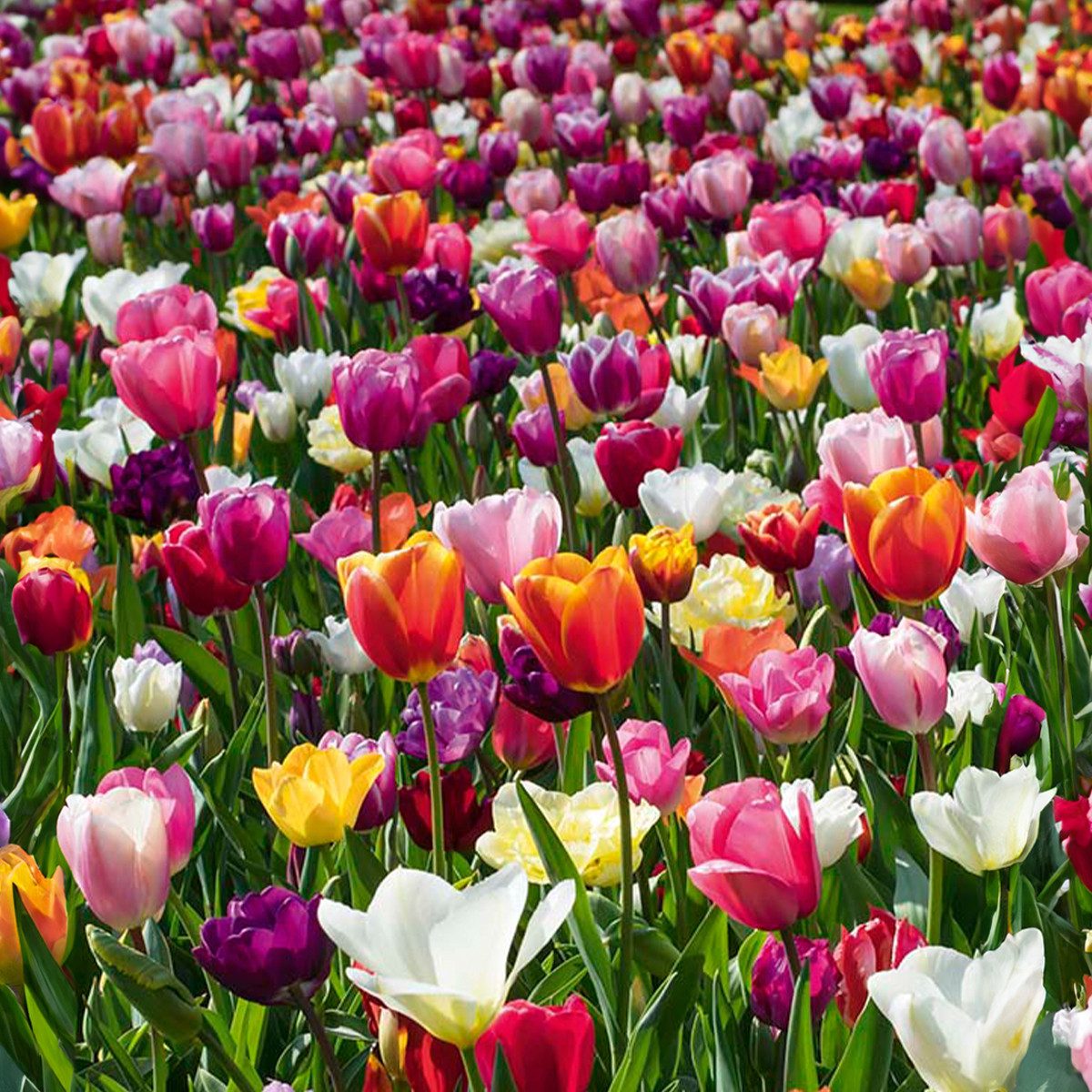 Bloomique Blumenzwiebeln Mischung aus 20- bis 60-tägigen Tulpen - Tulpenzwiebeln - Farbmischung, (20-St)