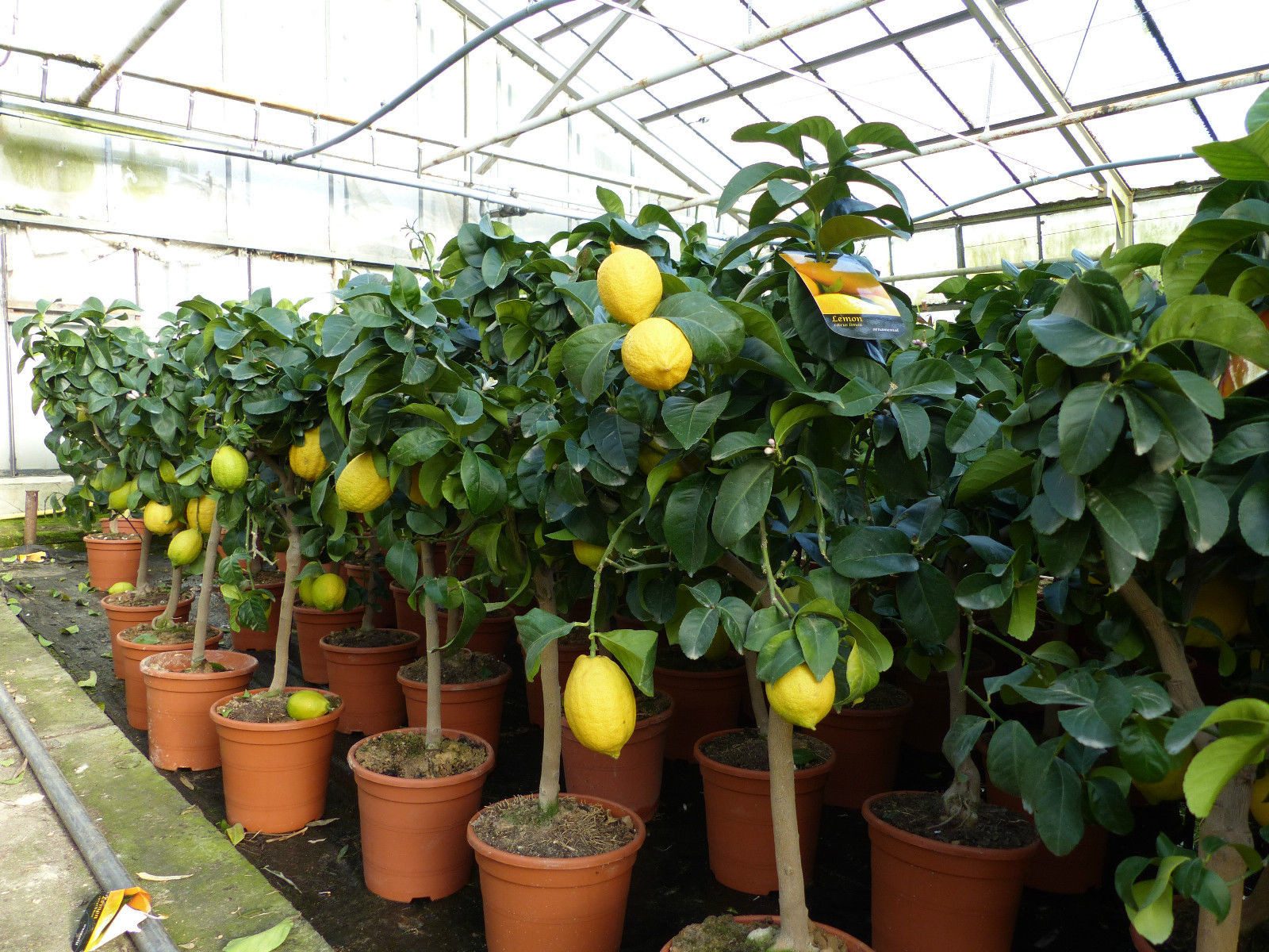 gruenwaren jakubik Zitronenbaum echter Zitronenbaum 70 - 100 cm Zitrone Citrus Limon