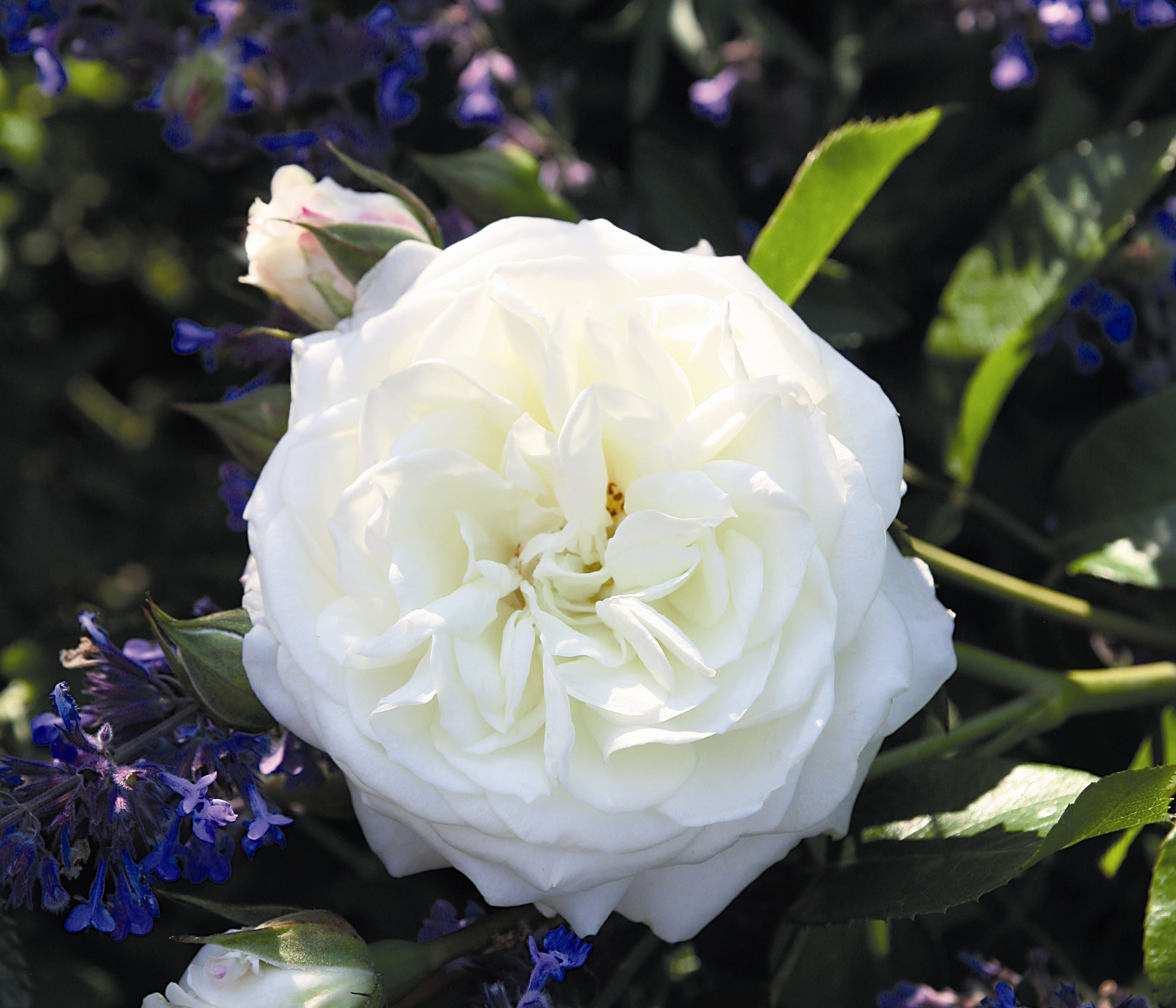 Dehner Rose Beetrose Alabaster®, Rosa-Hybrid, weiße Blüten, Züchter Tantau, großblütige gefüllte Blüten, duftend