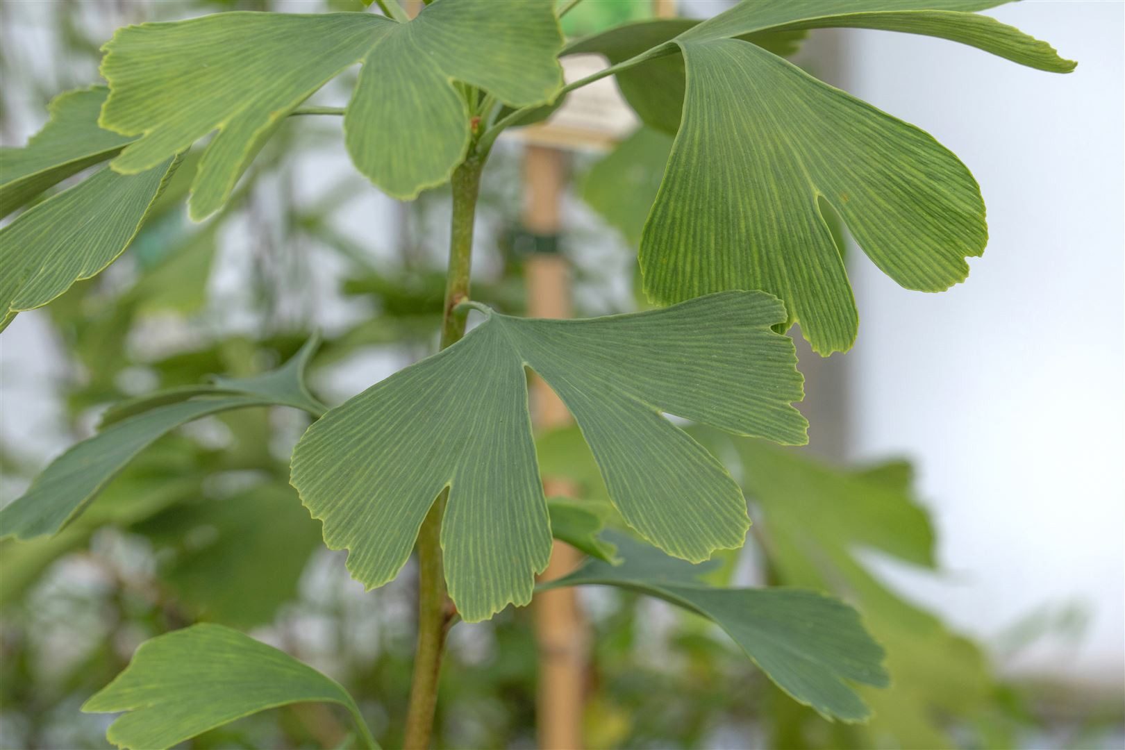 Pflanzen für Dich Konifere Ginkgo biloba Princeton Sentry, 1 St., Ginkgo, Ginkgobaum, Fächerblattbaum, fächerförmige Blätter, goldgelb Herbstfärbung