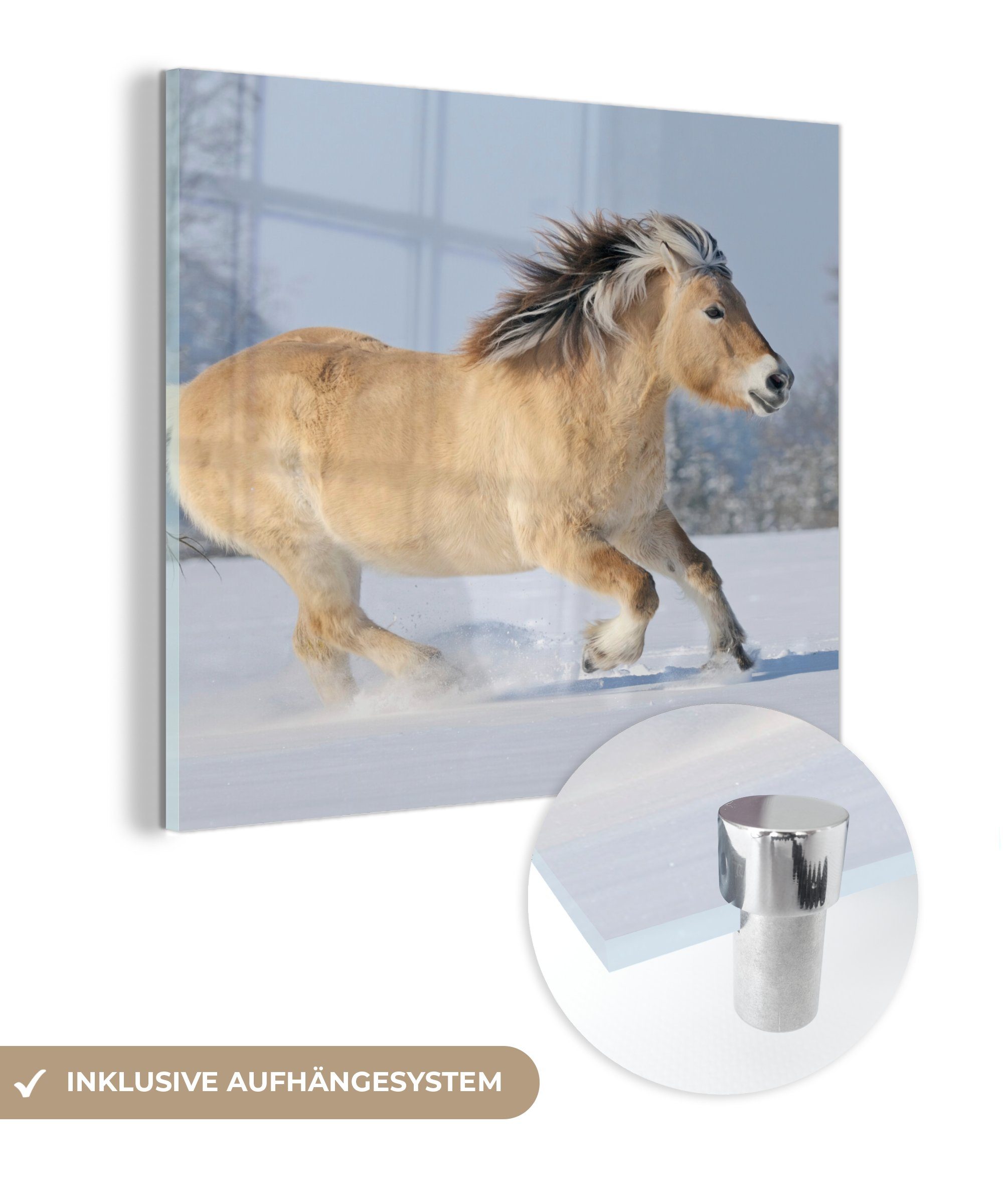 MuchoWow Acrylglasbild Fjordpferd läuft durch den Schnee, (1 St), Glasbilder - Bilder auf Glas Wandbild - Foto auf Glas - Wanddekoration