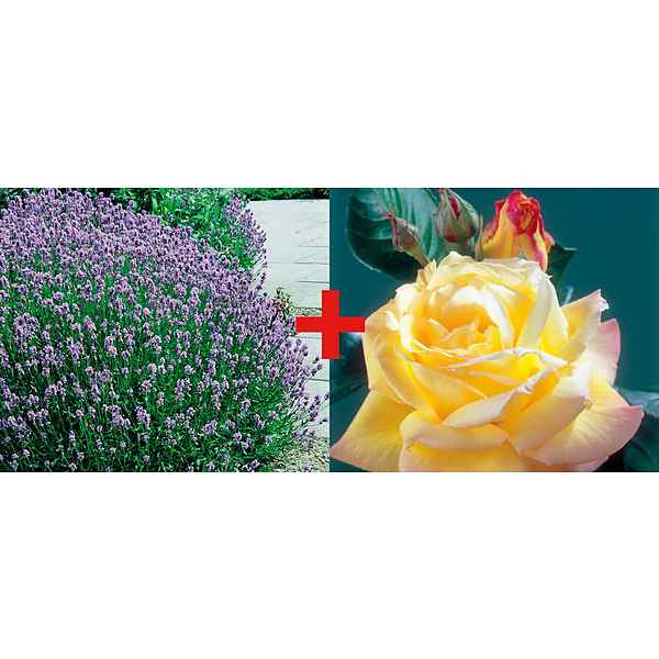 BCM Beetpflanze »Rose 'Peace ' & Lavendel« Set, Set: 2 Pflanzen