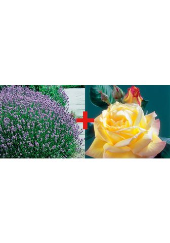 BCM Beetpflanze »Rose Rose Peace & Lavende...