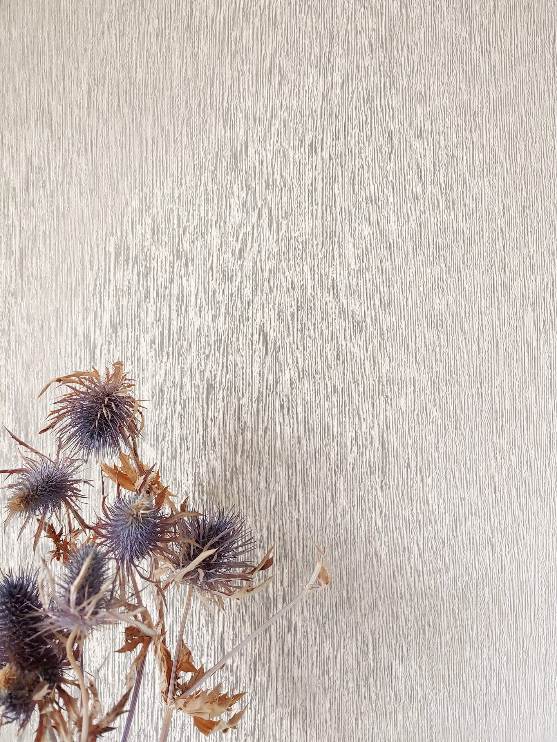 Newroom Vliestapete, Beige Tapete Uni Einfarbig günstig online kaufen