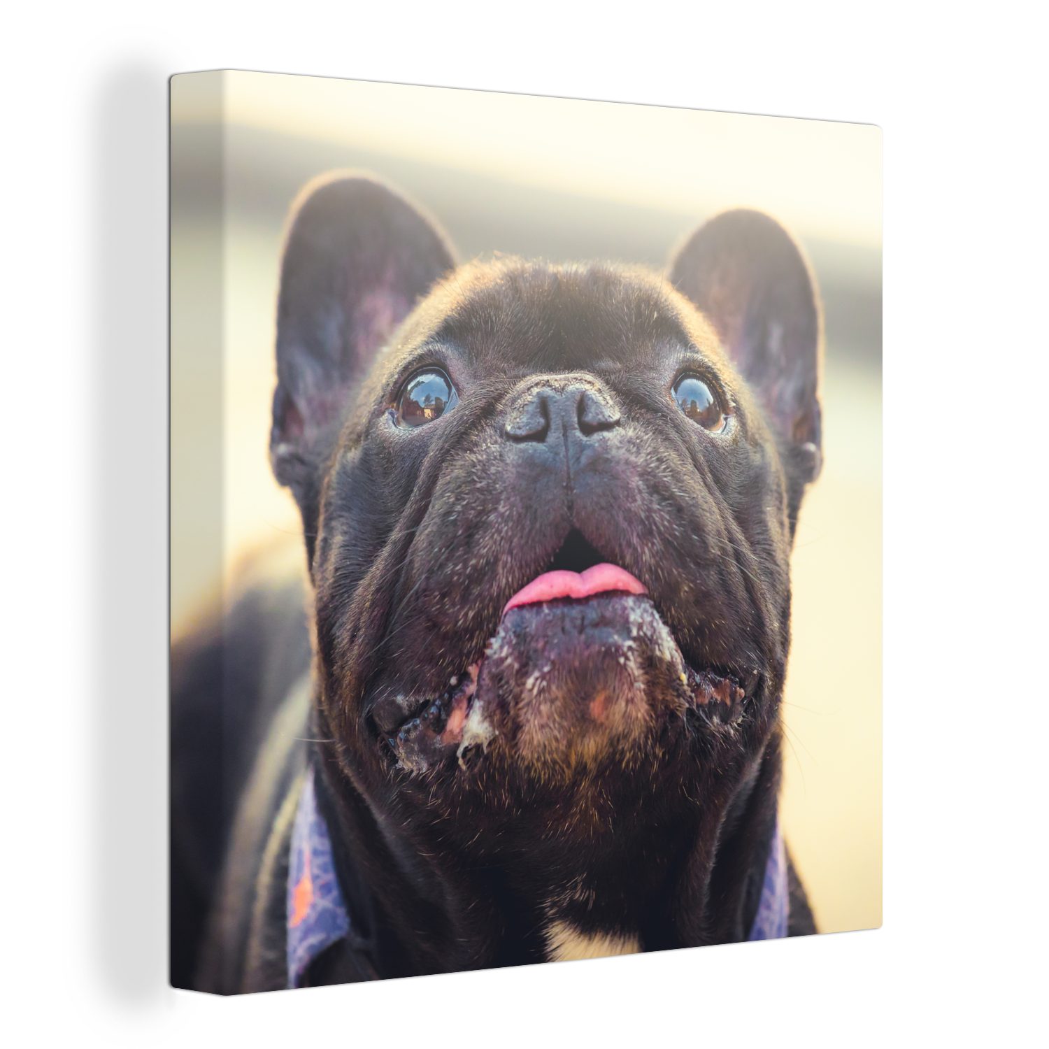 OneMillionCanvasses® Leinwandbild Französische Bulldogge - Schwarz - Sonne, (1 St), Leinwand Bilder für Wohnzimmer Schlafzimmer