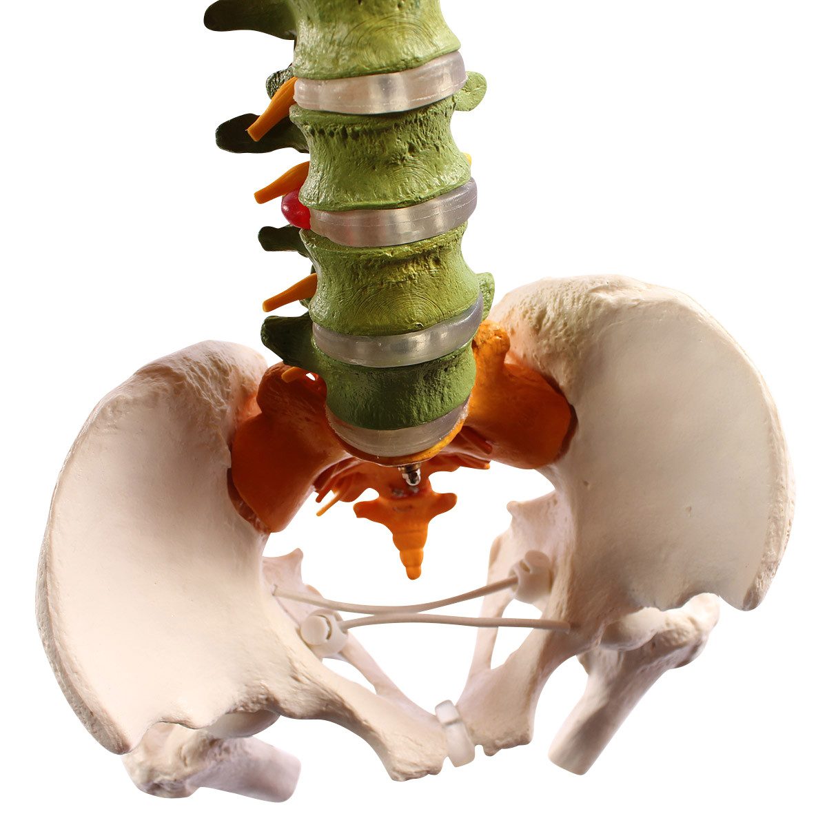 Cranstein Scientific Dekoobjekt Flexible Wirbelsäule Anatomie Modell lebensgroß didaktisch gefärbt Hän