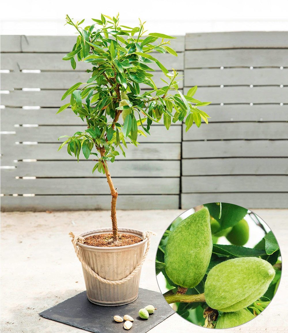 BALDUR Garten Obstpflanze Süß-Mandel 'Nut Me® Almond', 1 St., Mandelbäumchen, ertragreich, winterhart, mehrjährig