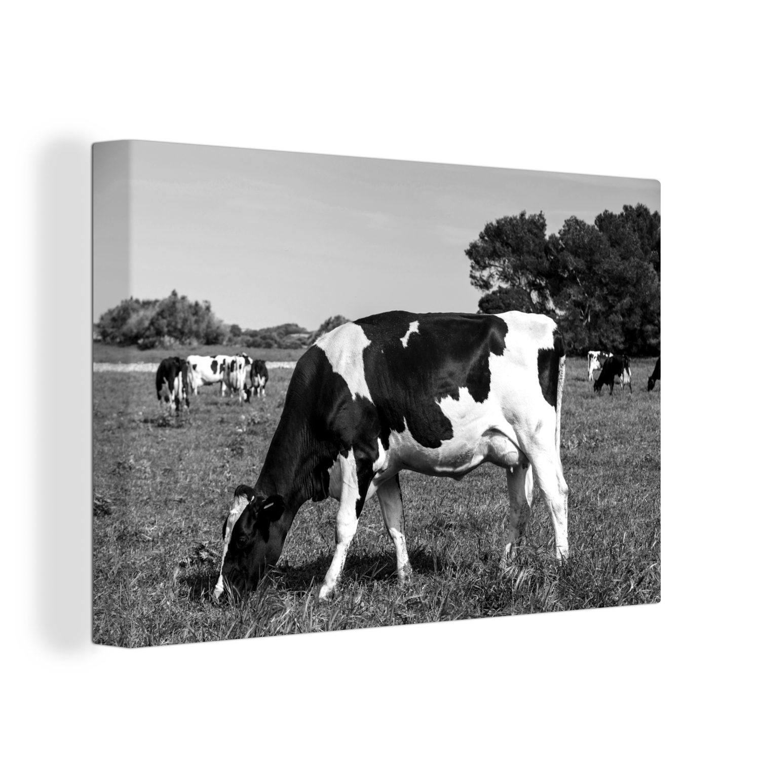 OneMillionCanvasses® Leinwandbild Friesische Kühe grasen auf der Weide - schwarz und weiß, (1 St), Wandbild Leinwandbilder, Aufhängefertig, Wanddeko, 30x20 cm bunt