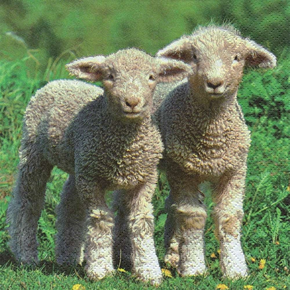 Linoows Papierserviette 20 Servietten, Ostern, Zwei süße Lämmer auf der ...