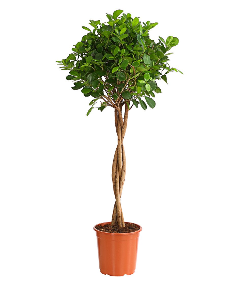 Dehner Zimmerpflanze Lorbeer-Feige, Ficus microcarpa Moclame, mit gedrehtem Stämmchen, mit glänzenden, fleischigen Blättern in kräftigem Grün