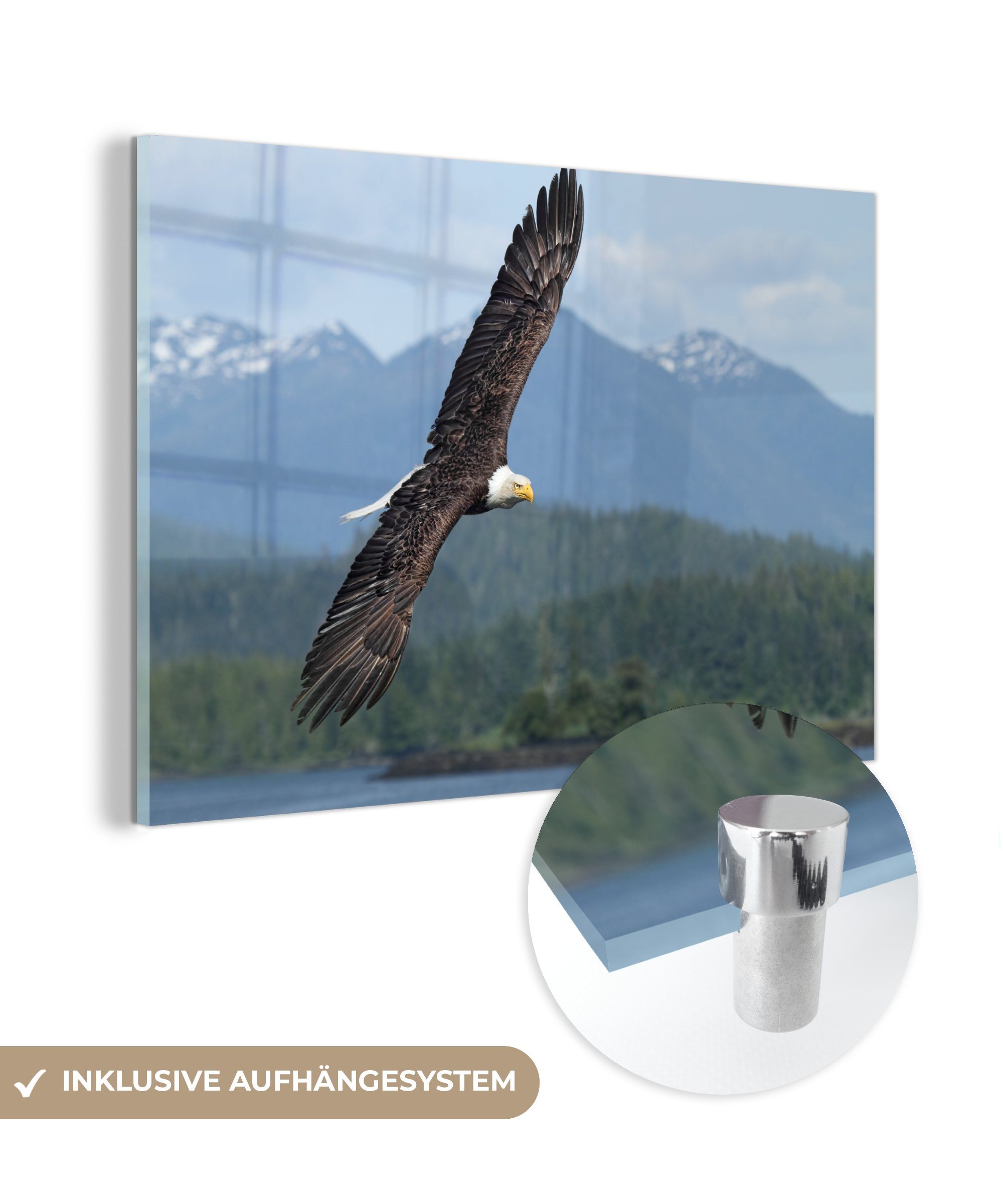 MuchoWow Acrylglasbild Adler - Vogel - Britisch-Kolumbien, (1 St), Acrylglasbilder Wohnzimmer & Schlafzimmer